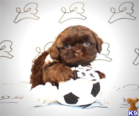 lvpuppyheaven Picture 3